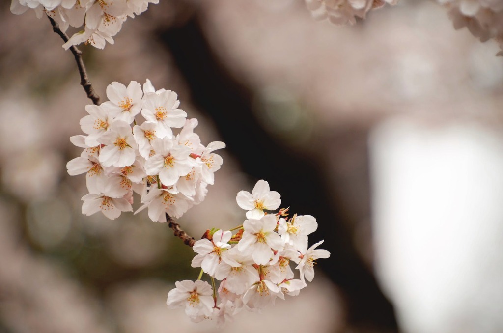 white cherry blossom