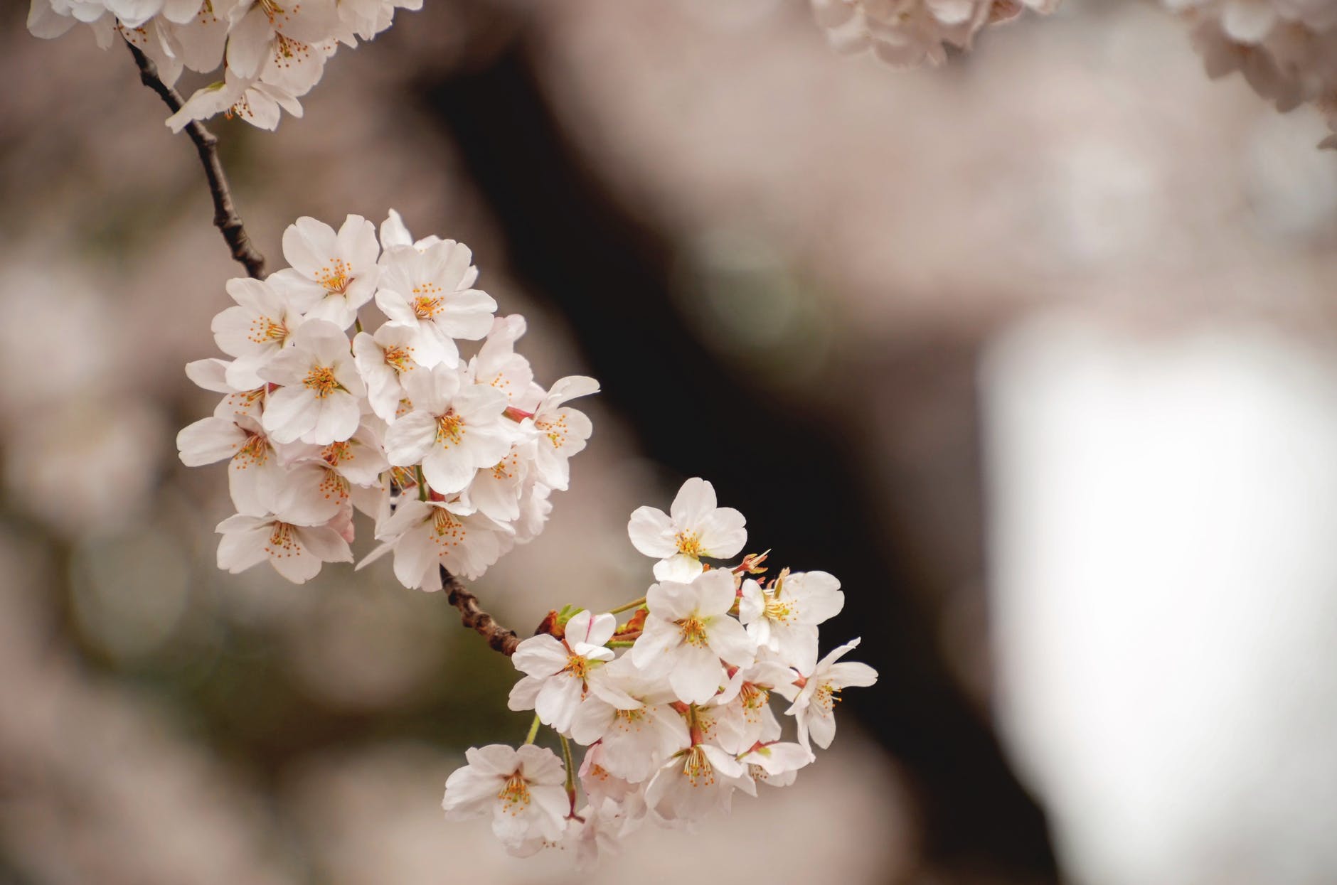 white cherry blossom