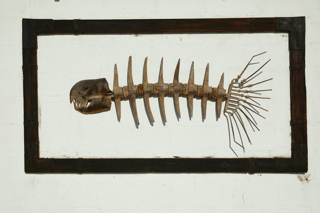 skeleton of fish in frame on wall