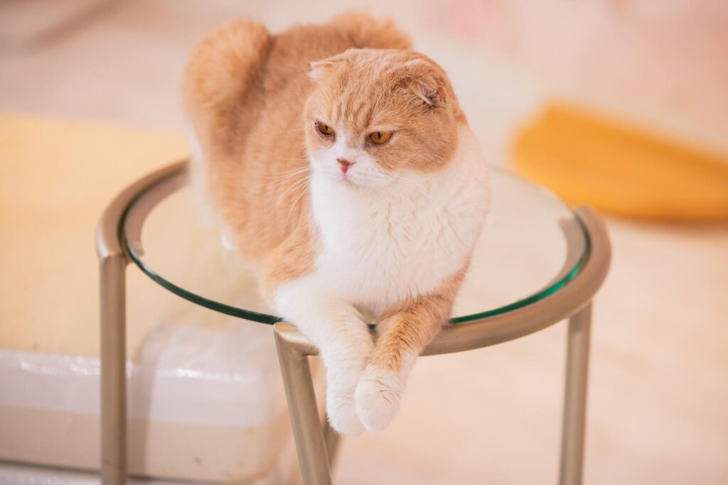 『以降』と『以来』を使い分ける猫