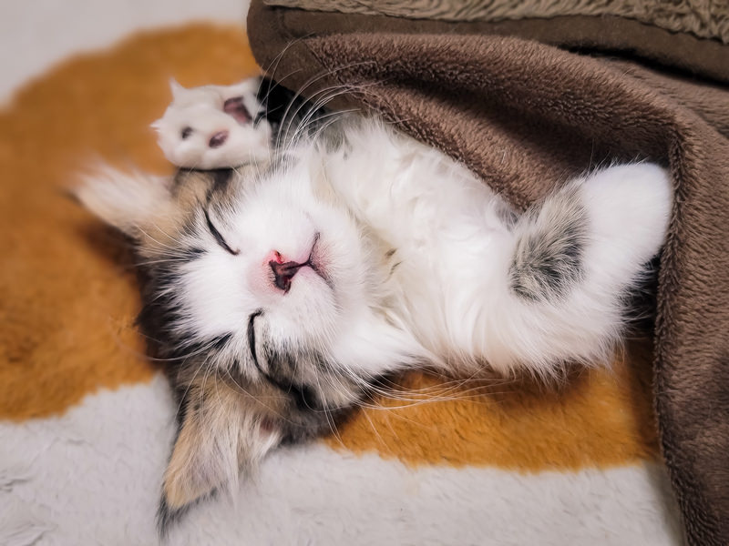 『以降』と『以来』を夢の中で見分ける猫